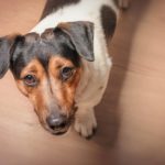 Haart der Jack Russell?