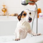 Wie oft darf ich ein Jack Russell waschen?