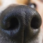 Jack Russell Nase trocken - Abhilfe?
