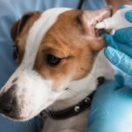 Jack Russell Ohr juckt – Was tun?