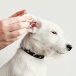Wie soll ich meinem Jack Russell die Ohren reinigen?