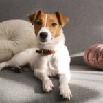 Wann haaren Jack Russell besonders viel?