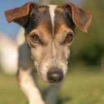 Wie alt kann ein Jack Russell werden?