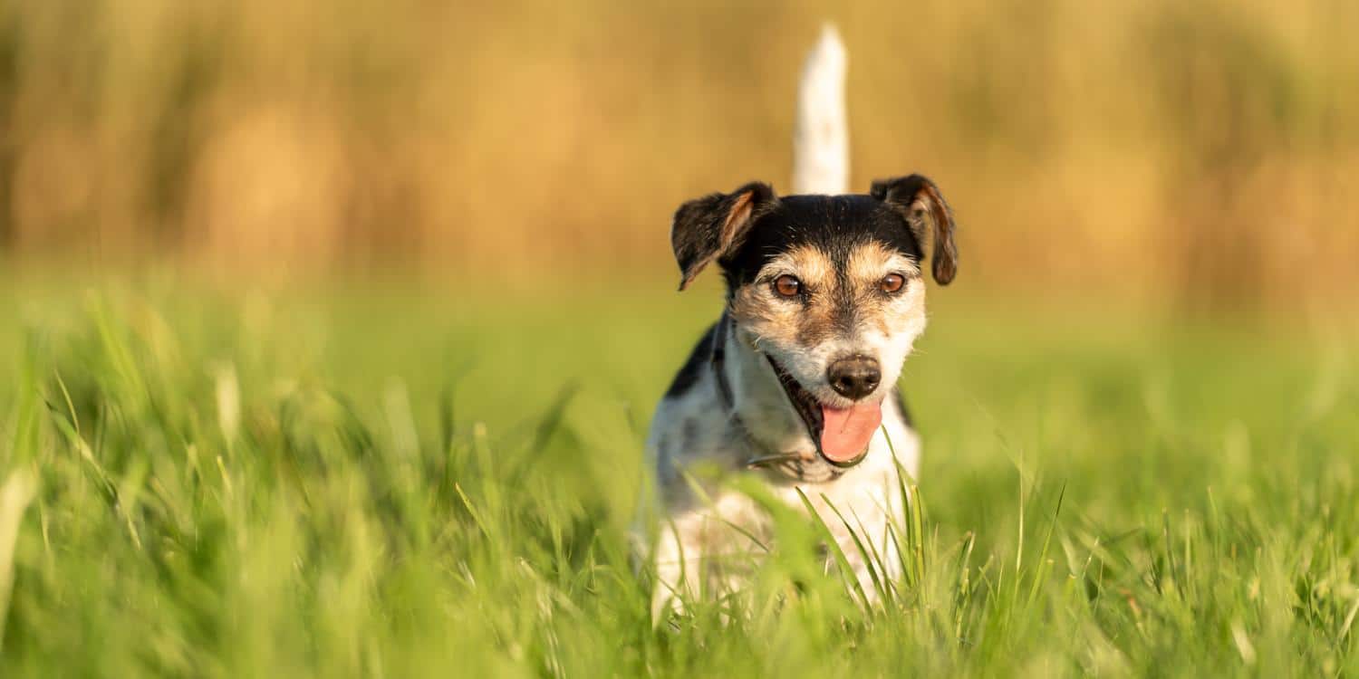 Wie alt werden Jack Russell?