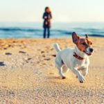 Wie viel Auslauf benötigt ein Jack Russell?