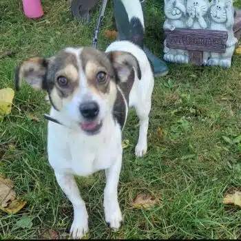 kleiner (7,5 kg) munterer CHARLIE