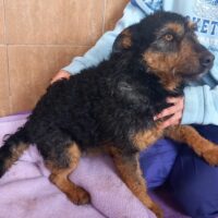 Welsh-Terrrier-Mix-Hündin BORA -- sucht noch (Stand: 26.04.25)