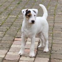 Parson Russell Terrier Rüde 6 Monate