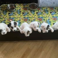 Wunderschöne Parson Jack-Russell Terrier, reinr. aus liebev. Familienaufzucht