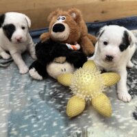 Wunderschöne Parson Jack-Russell Terrier, reinr. aus liebev. Familienaufzucht