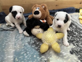 Wunderschöne Parson Jack-Russell Terrier, reinr. aus liebev. Familienaufzucht