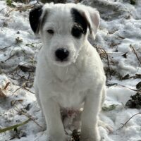 Reinrassige Parson Jack-Russell Terrier,. aus liebev. Familienaufzucht