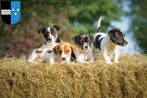 Mehr über den Artikel erfahren Jack Russell Züchter und Welpen in Aargau