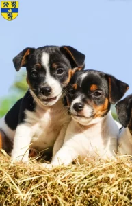 Mehr über den Artikel erfahren Jack Russell Züchter und Welpen in Alsdorf
