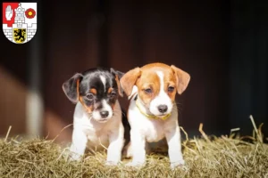 Mehr über den Artikel erfahren Jack Russell Züchter und Welpen in Altenburg