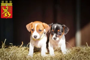 Mehr über den Artikel erfahren Jack Russell Züchter und Welpen in Altenkirchen (Westerwald)