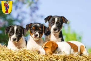 Mehr über den Artikel erfahren Jack Russell Züchter und Welpen in Altötting