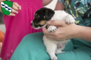 Mehr über den Artikel erfahren Jack Russell Züchter und Welpen in Ansbach