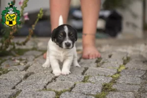 Mehr über den Artikel erfahren Jack Russell Züchter und Welpen in Apolda