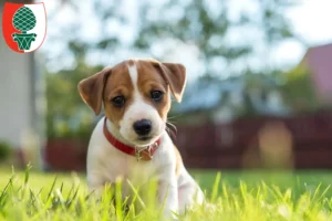 Mehr über den Artikel erfahren Jack Russell Züchter und Welpen in Augsburg