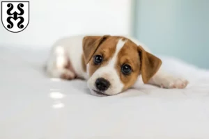 Mehr über den Artikel erfahren Jack Russell Züchter und Welpen in Bad Dürkheim