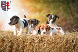 Mehr über den Artikel erfahren Jack Russell Züchter und Welpen in Bad Hersfeld