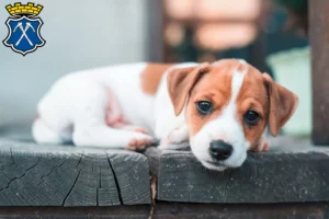 Mehr über den Artikel erfahren Jack Russell Züchter und Welpen in Bad Homburg vor der Höhe