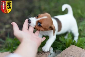 Mehr über den Artikel erfahren Jack Russell Züchter und Welpen in Bad Neuenahr-Ahrweiler