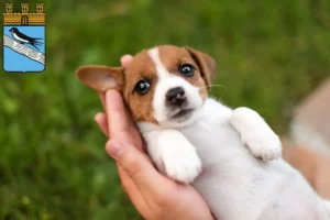 Mehr über den Artikel erfahren Jack Russell Züchter und Welpen in Bad Schwalbach