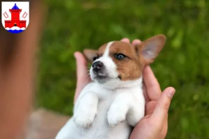Mehr über den Artikel erfahren Jack Russell Züchter und Welpen in Bad Segeberg