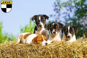 Mehr über den Artikel erfahren Jack Russell Züchter und Welpen in Balingen