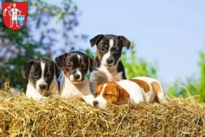 Mehr über den Artikel erfahren Jack Russell Züchter und Welpen in Bamberg