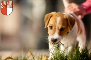 Mehr über den Artikel erfahren Jack Russell Züchter und Welpen in Barnim