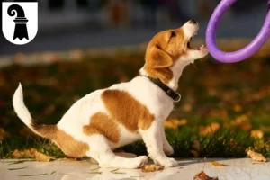 Mehr über den Artikel erfahren Jack Russell Züchter und Welpen in Basel