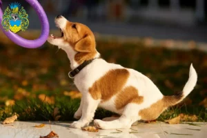 Mehr über den Artikel erfahren Jack Russell Züchter und Welpen in Bautzen