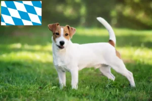 Mehr über den Artikel erfahren Jack Russell Züchter und Welpen in Bayern