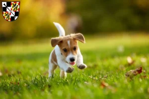 Mehr über den Artikel erfahren Jack Russell Züchter und Welpen in Bayreuth