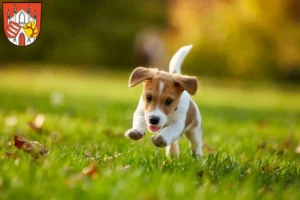 Mehr über den Artikel erfahren Jack Russell Züchter und Welpen in Beeskow
