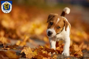 Mehr über den Artikel erfahren Jack Russell Züchter und Welpen in Bergheim