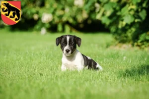 Mehr über den Artikel erfahren Jack Russell Züchter und Welpen in Bern