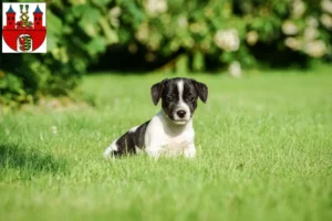 Mehr über den Artikel erfahren Jack Russell Züchter und Welpen in Bernburg (Saale)