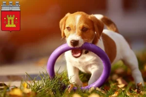 Mehr über den Artikel erfahren Jack Russell Züchter und Welpen in Bitburg
