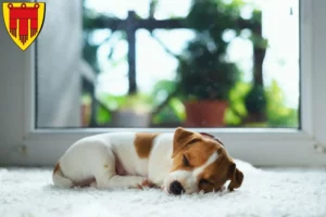 Mehr über den Artikel erfahren Jack Russell Züchter und Welpen in Böblingen