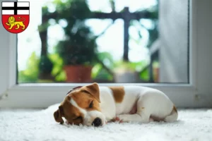 Mehr über den Artikel erfahren Jack Russell Züchter und Welpen in Bonn