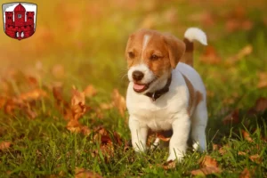 Mehr über den Artikel erfahren Jack Russell Züchter und Welpen in Borken