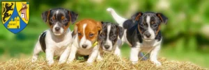 Mehr über den Artikel erfahren Jack Russell Züchter und Welpen in Borna
