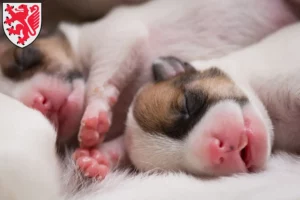 Mehr über den Artikel erfahren Jack Russell Züchter und Welpen in Braunschweig