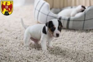 Mehr über den Artikel erfahren Jack Russell Züchter und Welpen im Burgenland