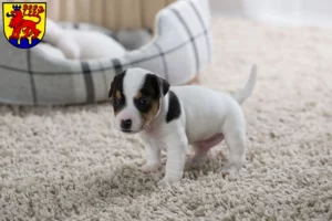 Mehr über den Artikel erfahren Jack Russell Züchter und Welpen in Calw