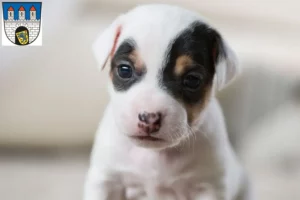 Mehr über den Artikel erfahren Jack Russell Züchter und Welpen in Celle